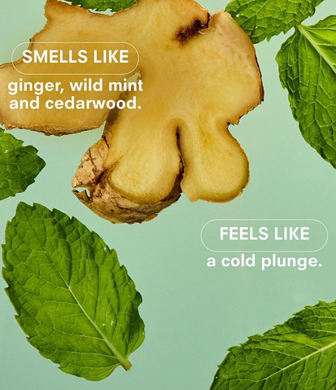 Ginger root with mint leaves on a light green background