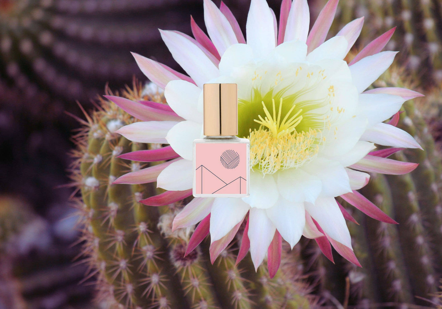 Perfume bottle with a cactus flower on a cactus plant