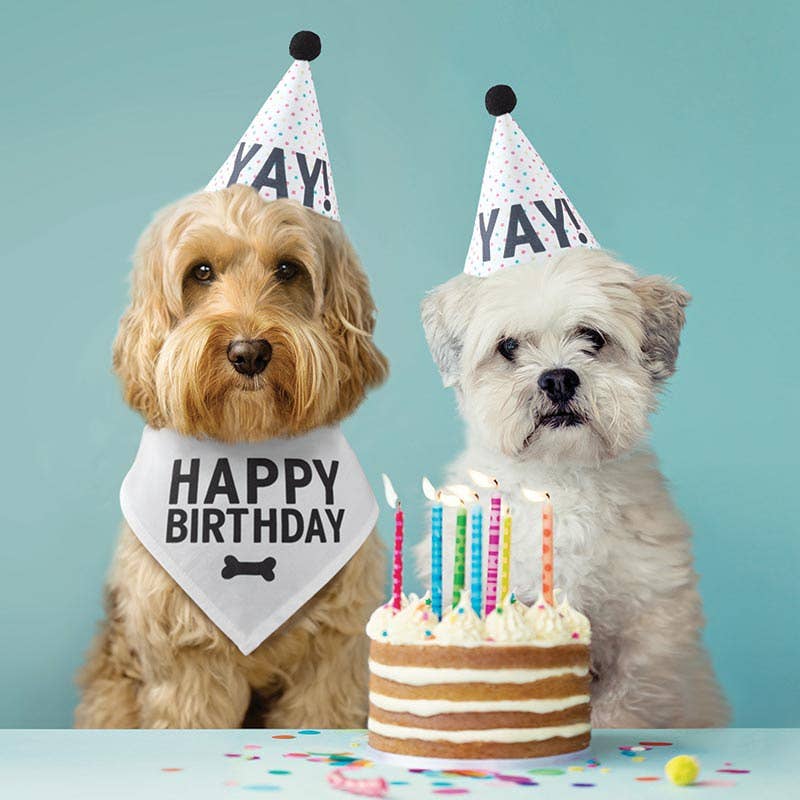 Two dogs with birthday hats and a cake on a blue background