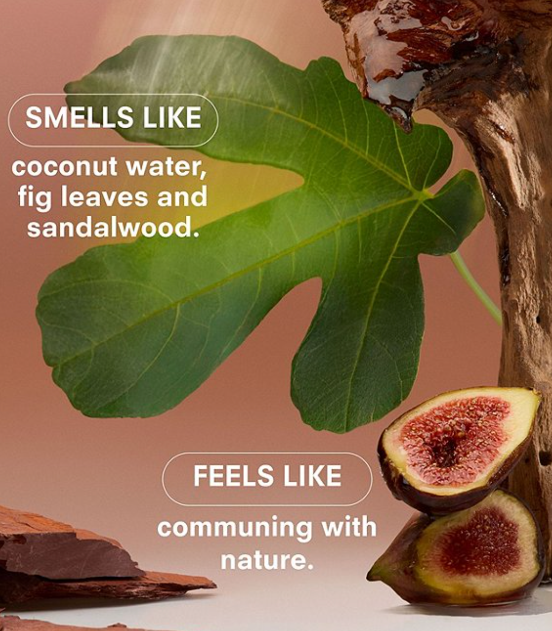 Fig leaves and figs with text describing their scent and feel.