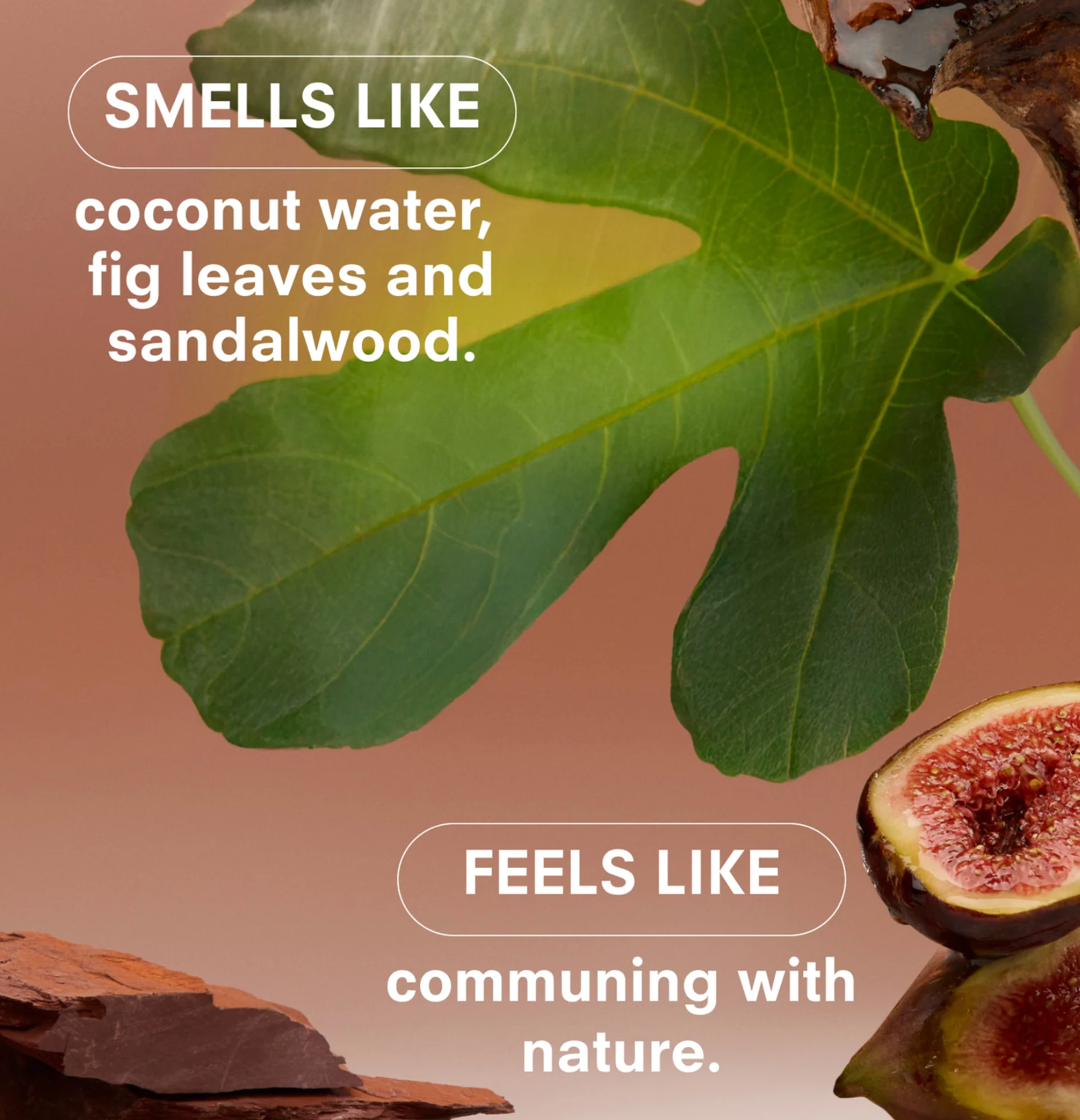 Green fig leaf and fig fruit with text describing scent and feeling.